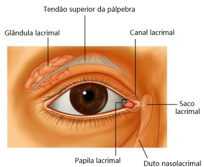 região dos olhos