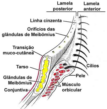 região dos olhos e cilios