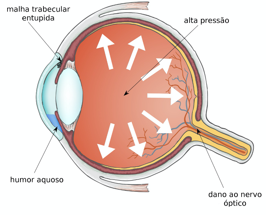 diagrama olho humano