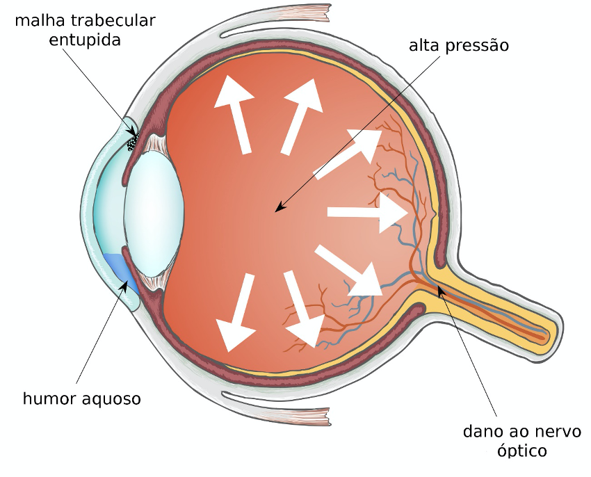 Reconhecimento de Retina - O olho humano